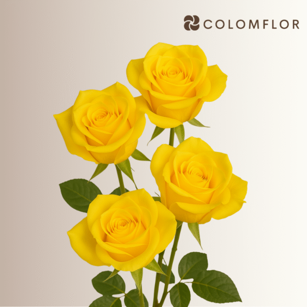 Rosas Momentum Colombianas - Imagen 3