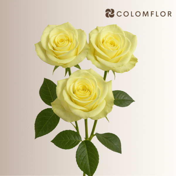 Rosas Blancas Mondial Colombianas - Imagen 2