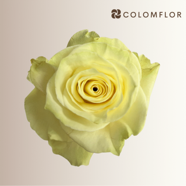 Rosas Blancas Mondial Colombianas