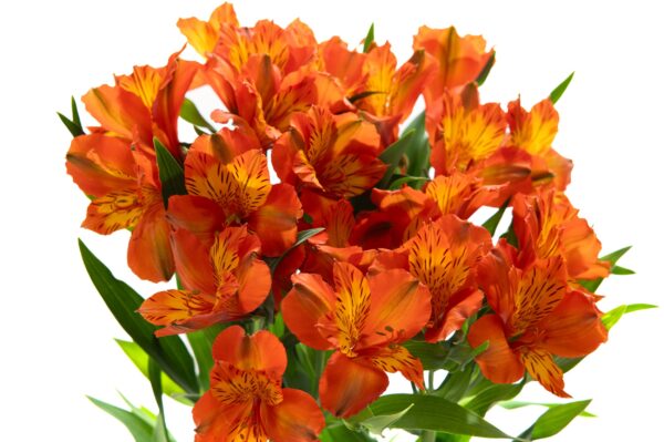 Alstroemeria Naranja Colombiana - Imagen 3
