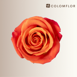 Rosas Orange Crush Colombianas