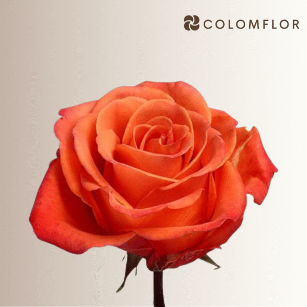 Rosas Orange Crush Colombianas - Imagen 2
