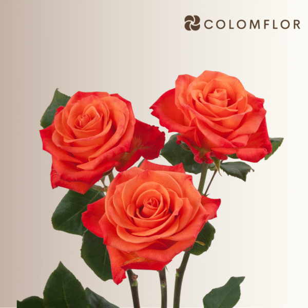 Rosas Orange Crush Colombianas - Imagen 3