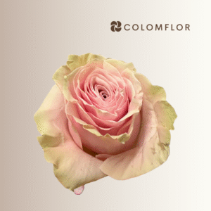 Rosas Pink Mondial Colombianas