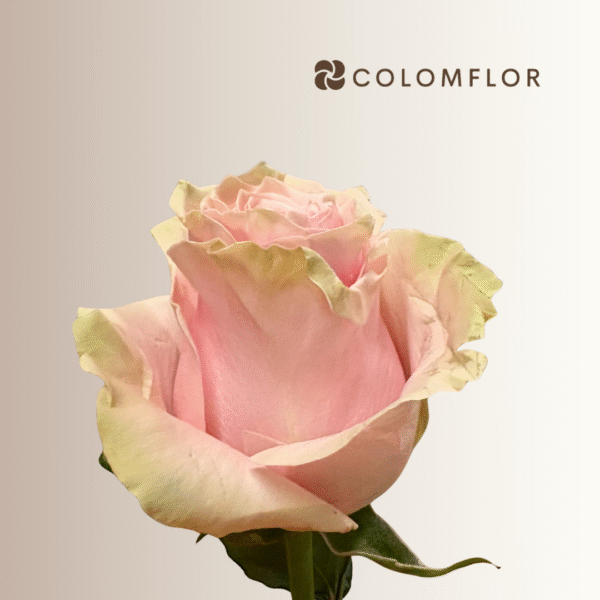 Rosas Pink Mondial Colombianas - Imagen 2