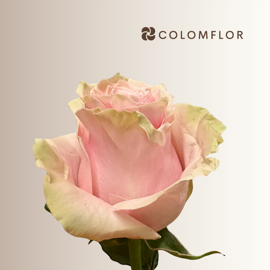 Rosas Pink Mondial Colombianas - Imagen 2