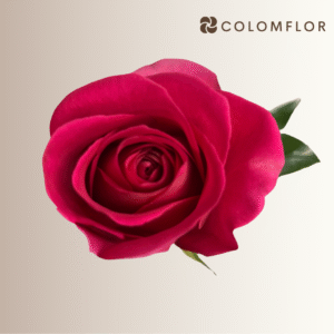 Rosas Fucsia Pink Floyd Colombianas