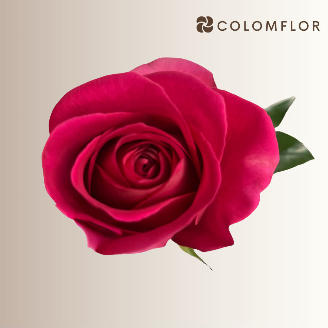Rosas Fucsia Pink Floyd Colombianas