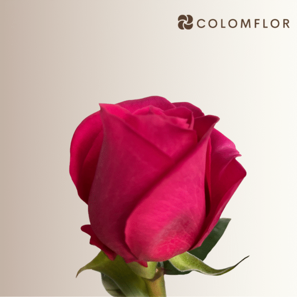 Rosas Fucsia Pink Floyd Colombianas - Imagen 2