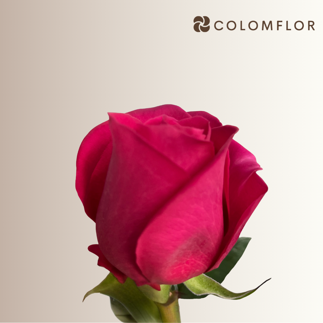 Rosas Fucsia Pink Floyd Colombianas - Imagen 2
