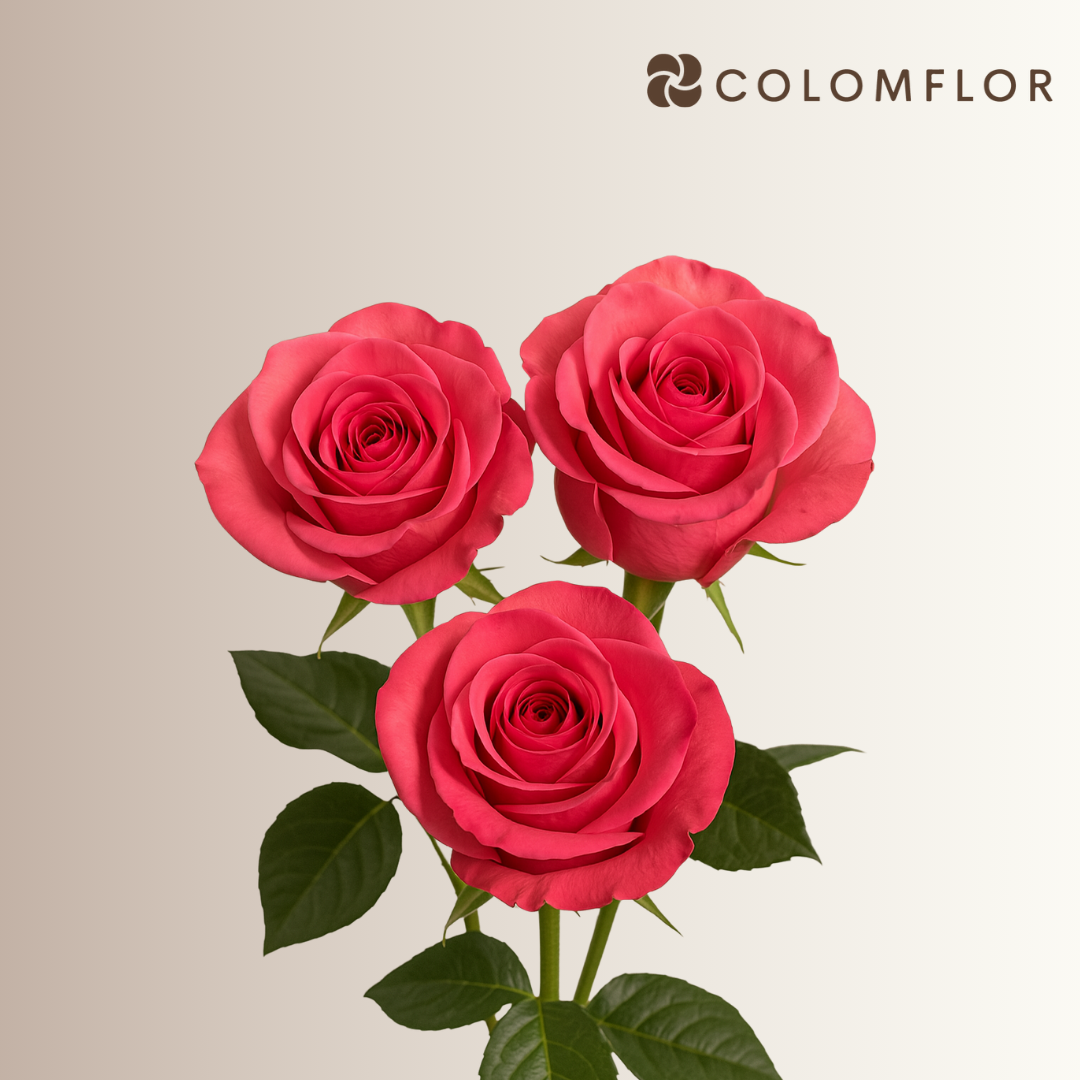 Rosas Fucsia Pink Floyd Colombianas - Imagen 3