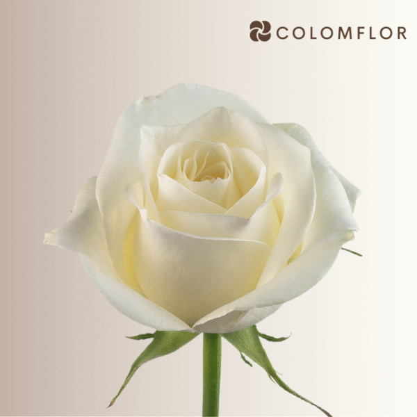 Rosas Sugar Doll - Imagen 2