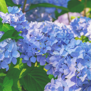 Hortensia Azul Colombiana