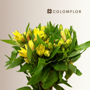 Alstroemeria Amarilla