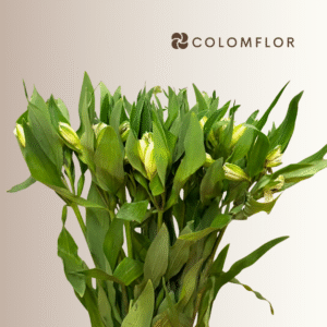 Alstroemeria Blanca Colombiana