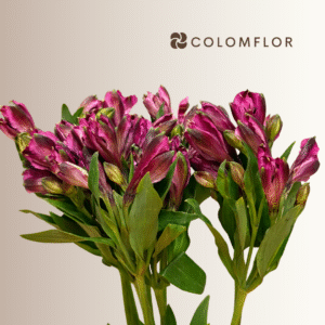 Alstroemeria Hot Pink Colombiana