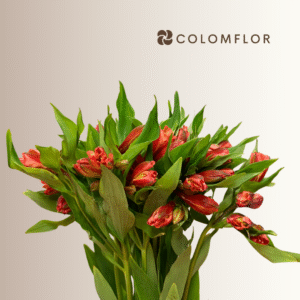 Alstroemeria Naranja Colombiana