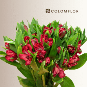Alstroemeria Roja Colombiana