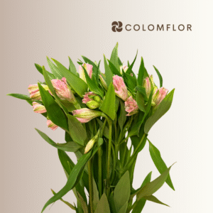 Alstroemeria Rosa Colombiana