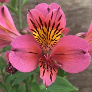 Alstroemeria Hot Pink Colombiana