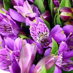 Alstroemeria Lila Colombiana