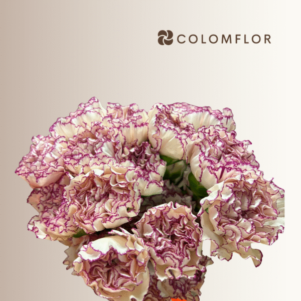 Clavel Bicolor Púrpura - Imagen 2