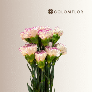 Clavel Bicolor Púrpura