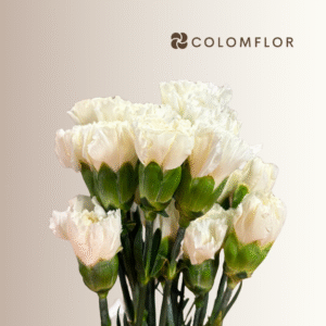 Clavel Blanco Colombiano