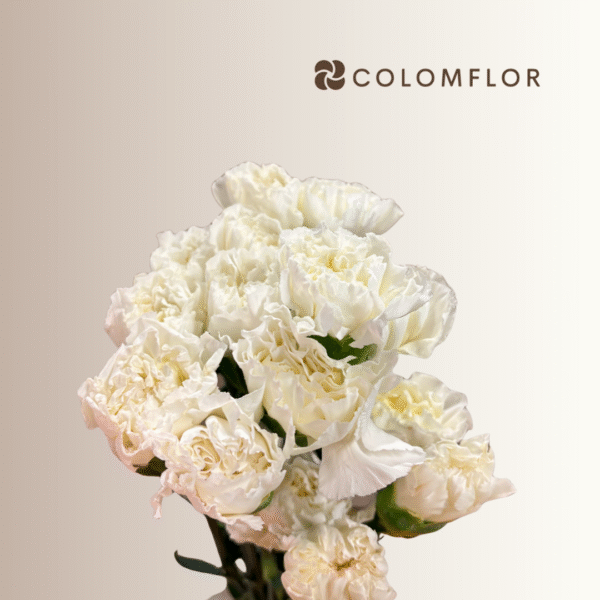 Clavel Blanco Colombiano - Imagen 3