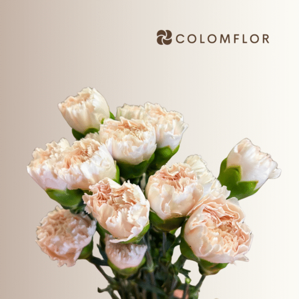 Clavel Crema Colombiano - Imagen 2