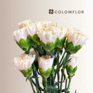 Clavel Crema Colombiano