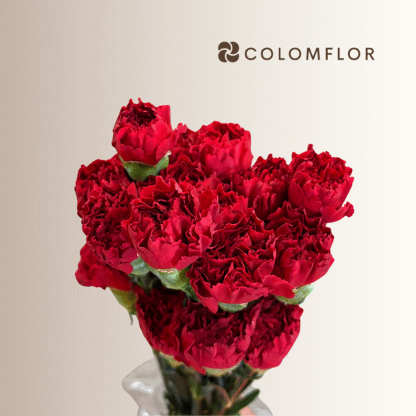 Clavel Rojo Colombiano - Imagen 2