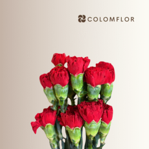 Clavel Rojo Colombiano