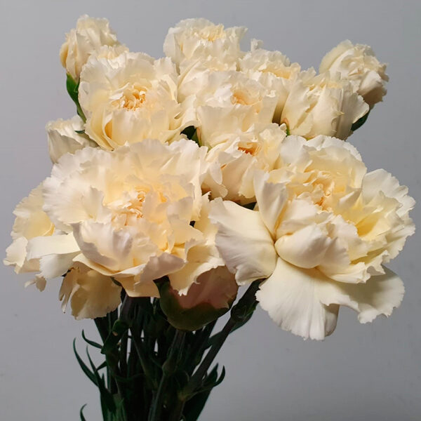 Clavel Crema Colombiano