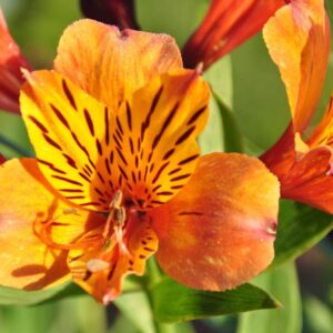 Alstroemeria Naranja Colombiana