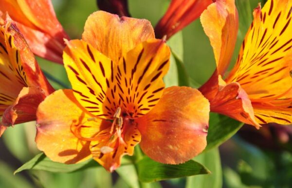 Alstroemeria Naranja Colombiana
