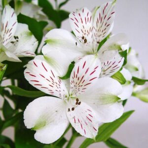 Alstroemeria Blanca Colombiana