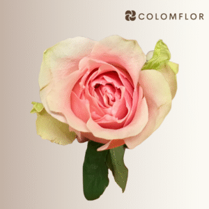 Rosas Fruttetto Colombianas