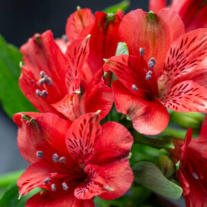 Alstroemeria Roja Colombiana