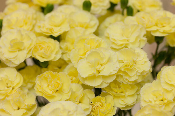 Clavel Crema Colombiano - Imagen 2