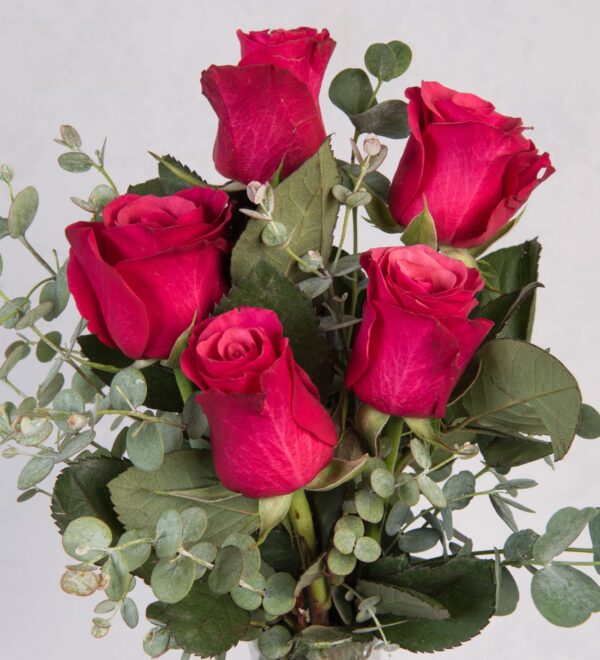 Rosas Fucsia Topaz Colombianas - Imagen 3