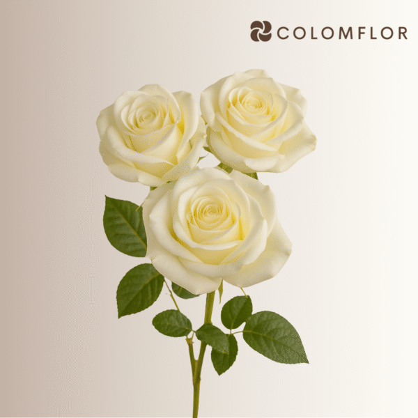Rosas Sugar Doll - Imagen 3
