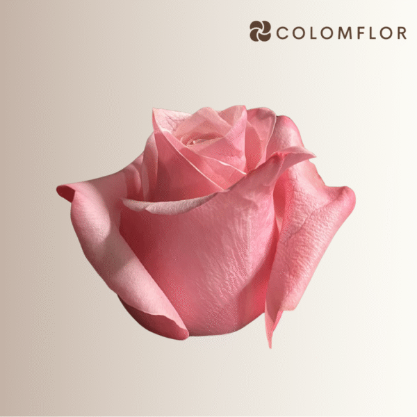 Rosas Be Sweet - Imagen 2