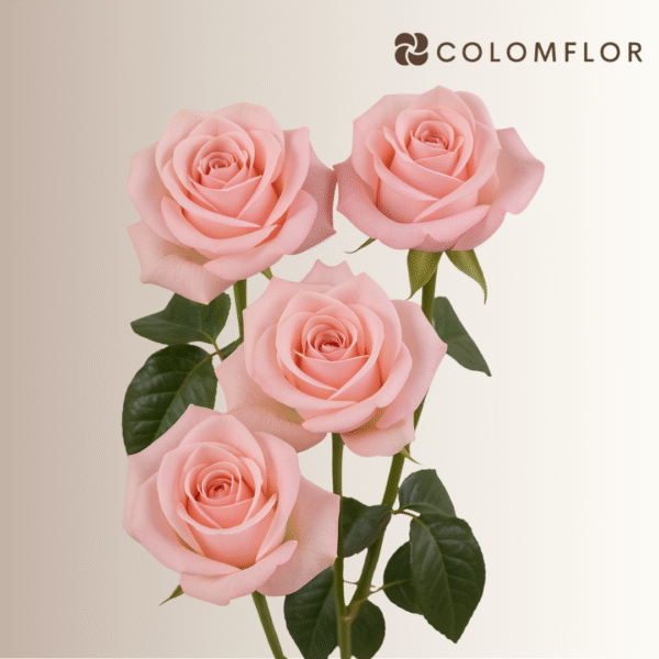 Rosas Be Sweet - Imagen 3