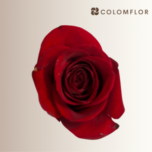 Rosas Freedom