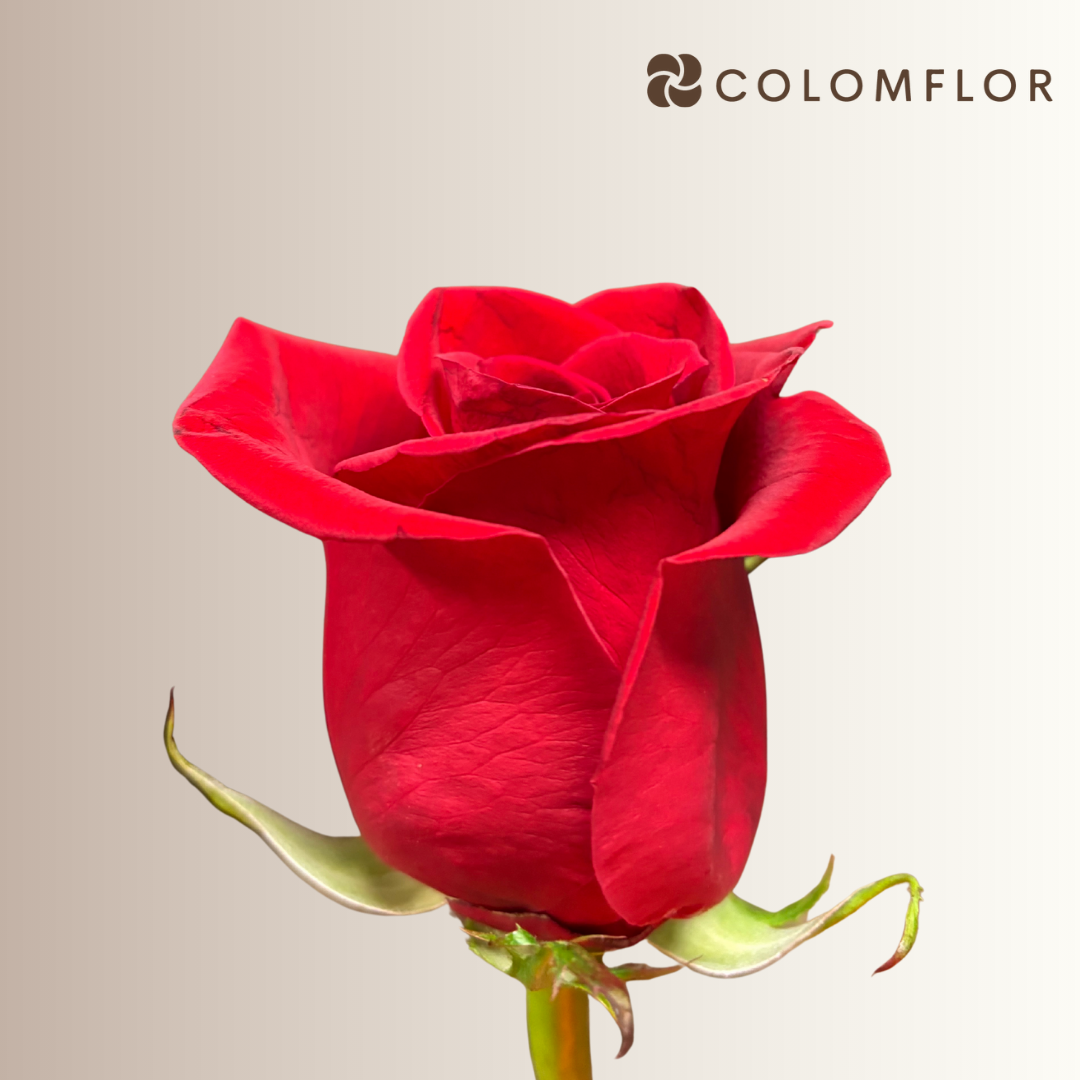 Rosas Freedom - Imagen 2