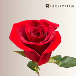 Rosas Freedom