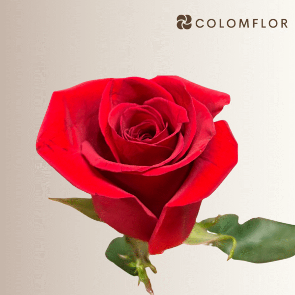 Rosas Freedom