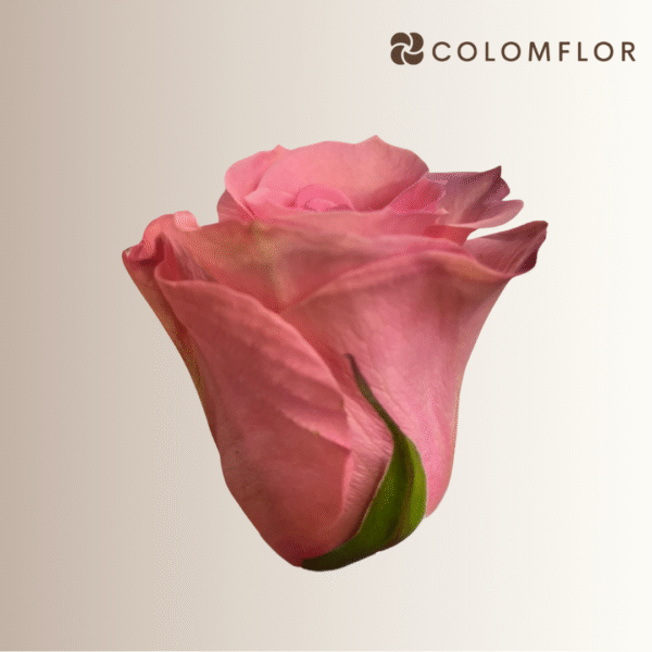 Rosas High Bonita - Imagen 2