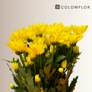 Crysanthemo Euro Amarillo Colombiano